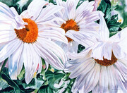 DAISIES HAVE LOVELY COLOURS TOO, WATERCOLOUR, 22 X 28